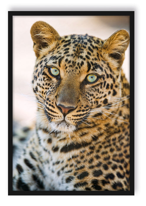 schöner Leopard, Poster mit Bilderrahmen