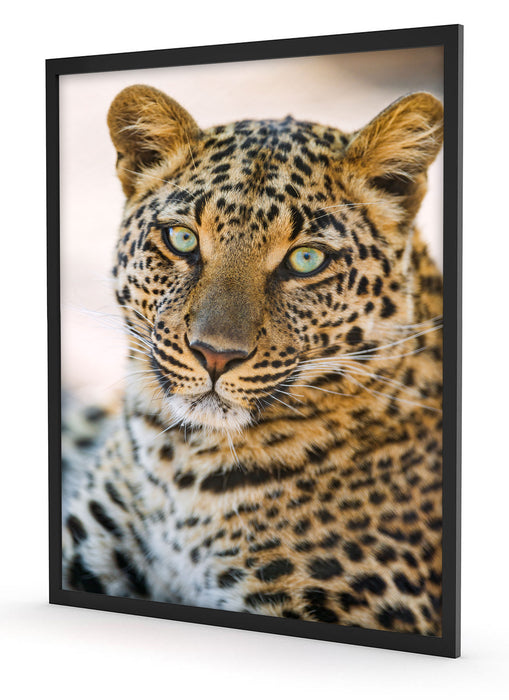 schöner Leopard, Poster mit Bilderrahmen