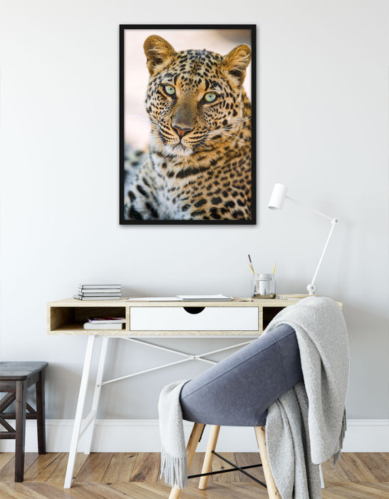 schöner Leopard, Poster mit Bilderrahmen