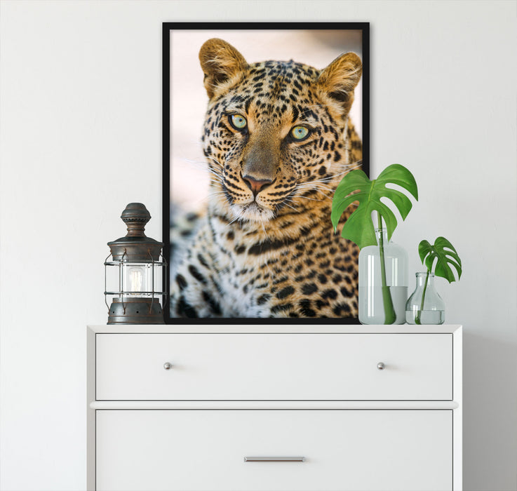 schöner Leopard, Poster mit Bilderrahmen