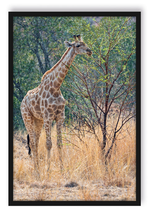 Giraffe beim Fressen, Poster mit Bilderrahmen