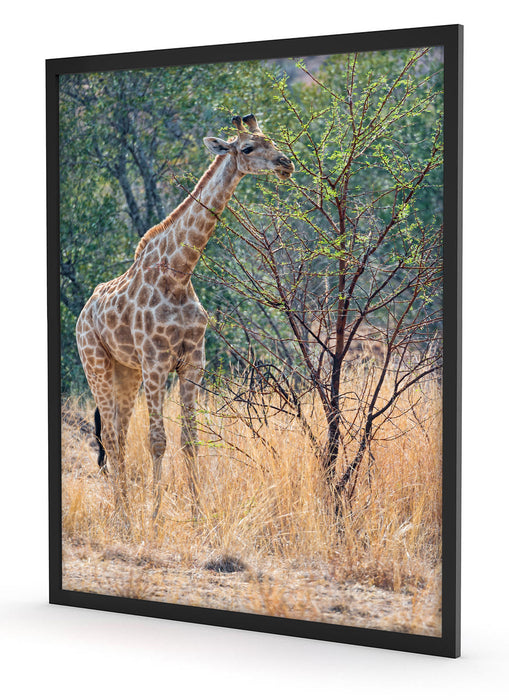 Giraffe beim Fressen, Poster mit Bilderrahmen