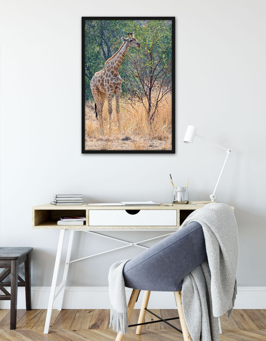 Giraffe beim Fressen, Poster mit Bilderrahmen