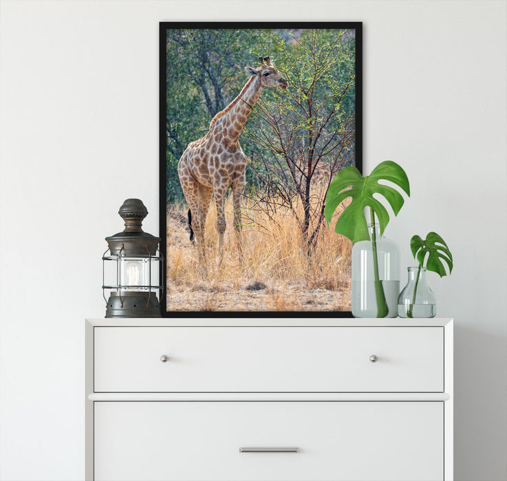 Giraffe beim Fressen, Poster mit Bilderrahmen