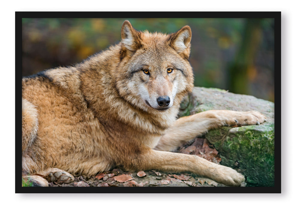 stolzer Wolf auf Stein, Poster mit Bilderrahmen