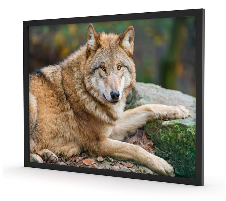 stolzer Wolf auf Stein, Poster mit Bilderrahmen