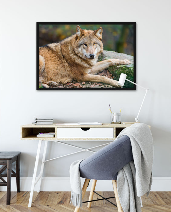 stolzer Wolf auf Stein, Poster mit Bilderrahmen