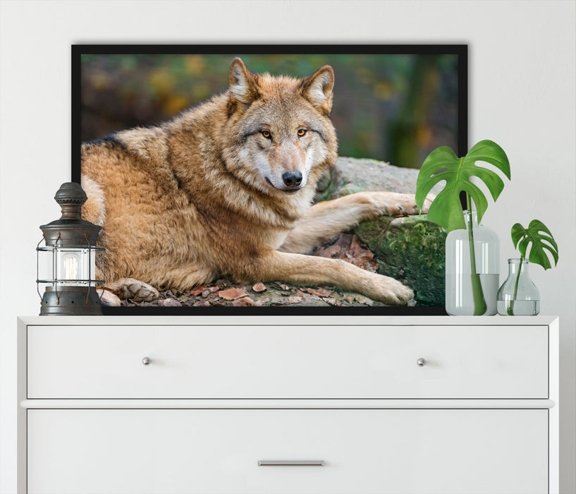 stolzer Wolf auf Stein, Poster mit Bilderrahmen