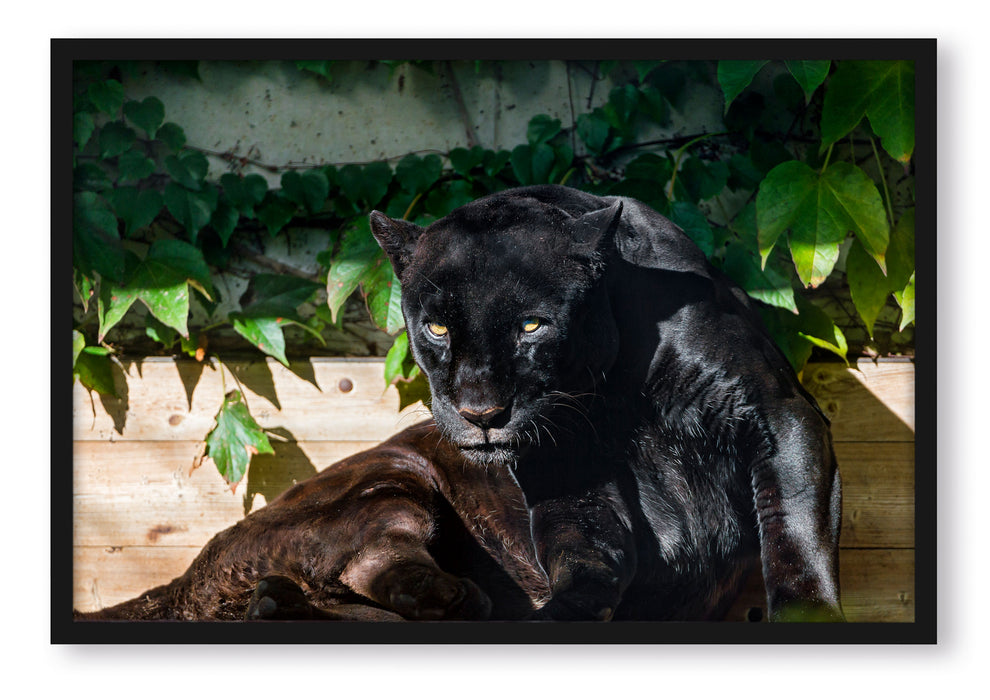 schwarzer Panther, Poster mit Bilderrahmen