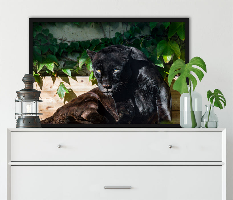 schwarzer Panther, Poster mit Bilderrahmen