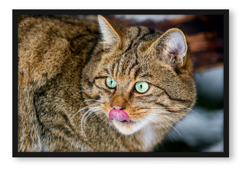 schöne Manul in Schneelandschaft, Poster mit Bilderrahmen