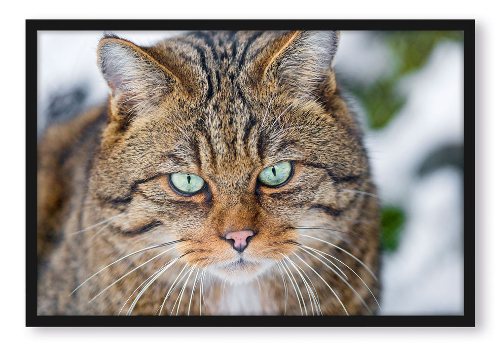 lauernde Manul, Poster mit Bilderrahmen