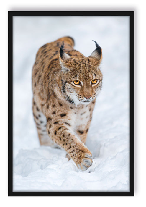 Luchs im Schnee, Poster mit Bilderrahmen