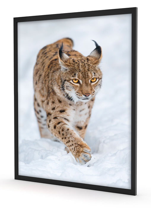 Luchs im Schnee, Poster mit Bilderrahmen