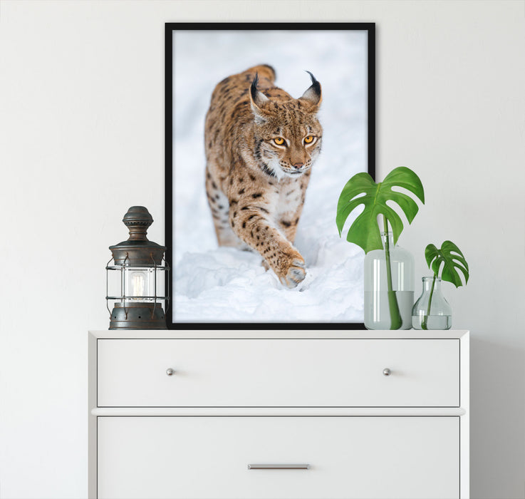 Luchs im Schnee, Poster mit Bilderrahmen