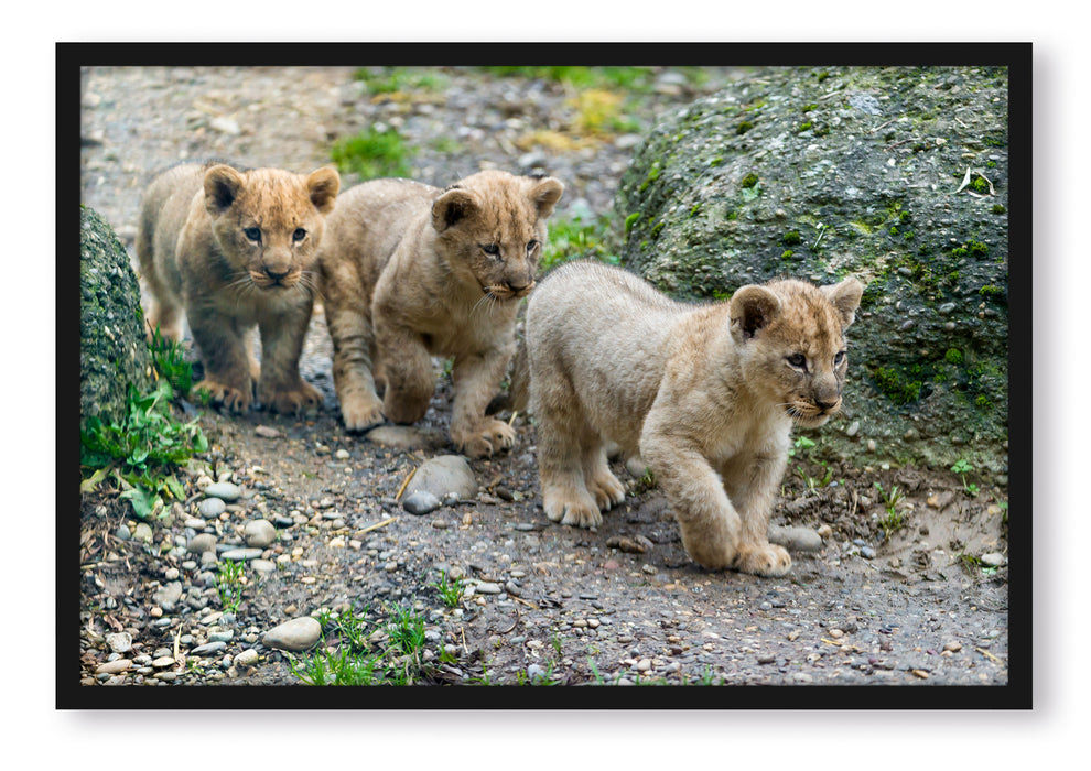 niedliche Löwenjungtiere, Poster mit Bilderrahmen