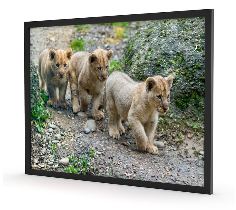niedliche Löwenjungtiere, Poster mit Bilderrahmen