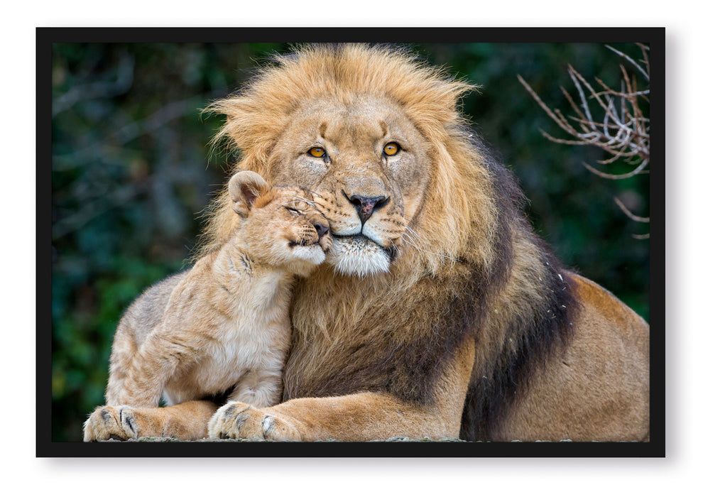 schöner Löwe mit Jungtier, Poster mit Bilderrahmen