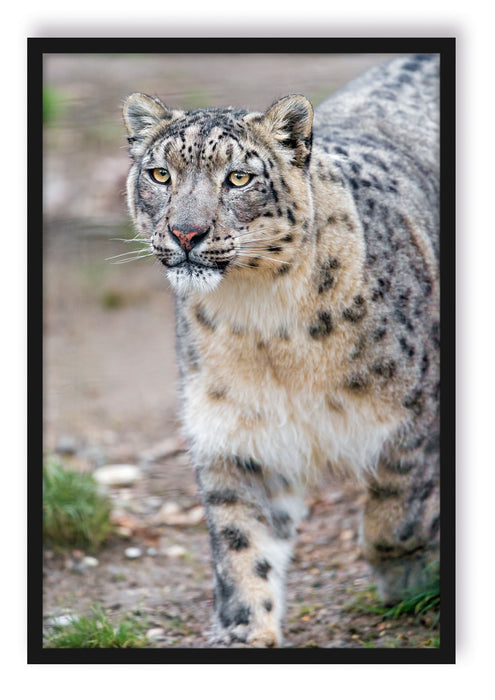 Pixxprint majestätischer Schneeleopard, Poster mit Bilderrahmen