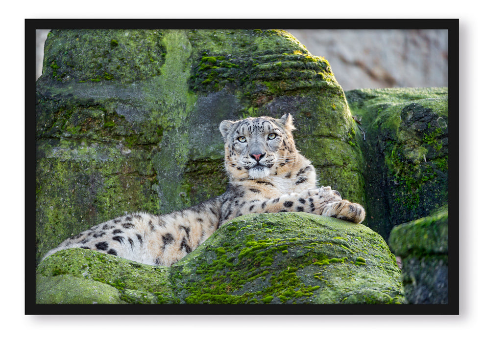 Pixxprint Schneeleopard auf Stein, Poster mit Bilderrahmen