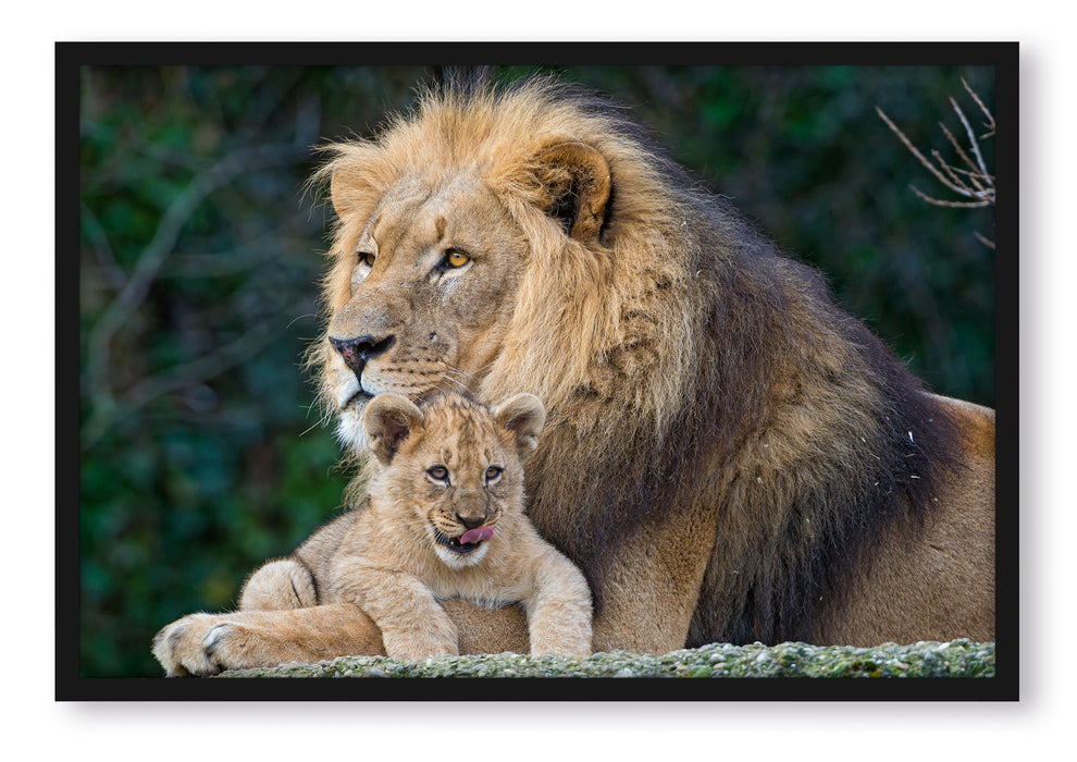 lieber Löwe mit Jungtier, Poster mit Bilderrahmen