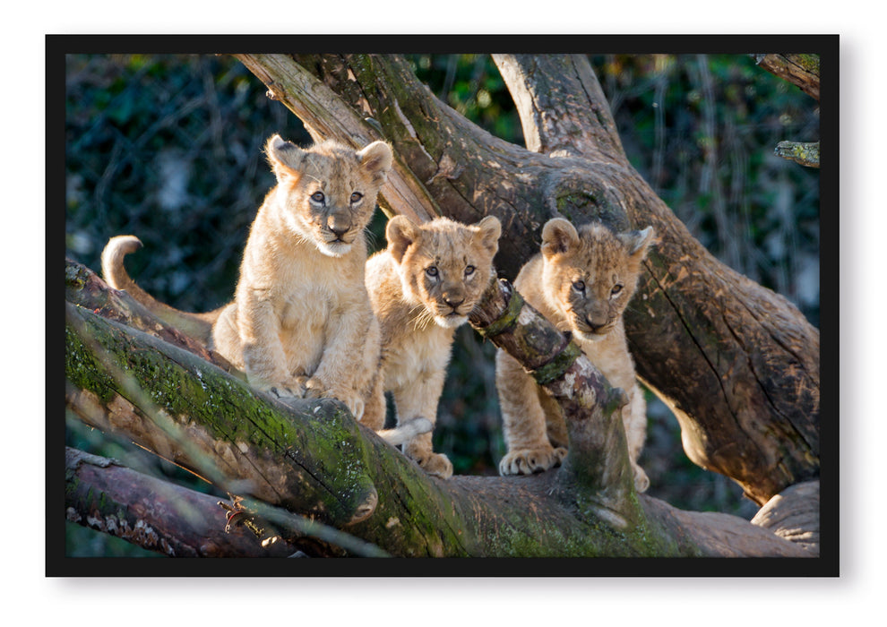 Pixxprint süße Löwenjunge auf Baum, Poster mit Bilderrahmen