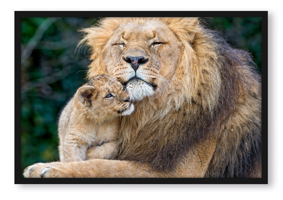 Löwenvater kuschelt mit Jungtier, Poster mit Bilderrahmen