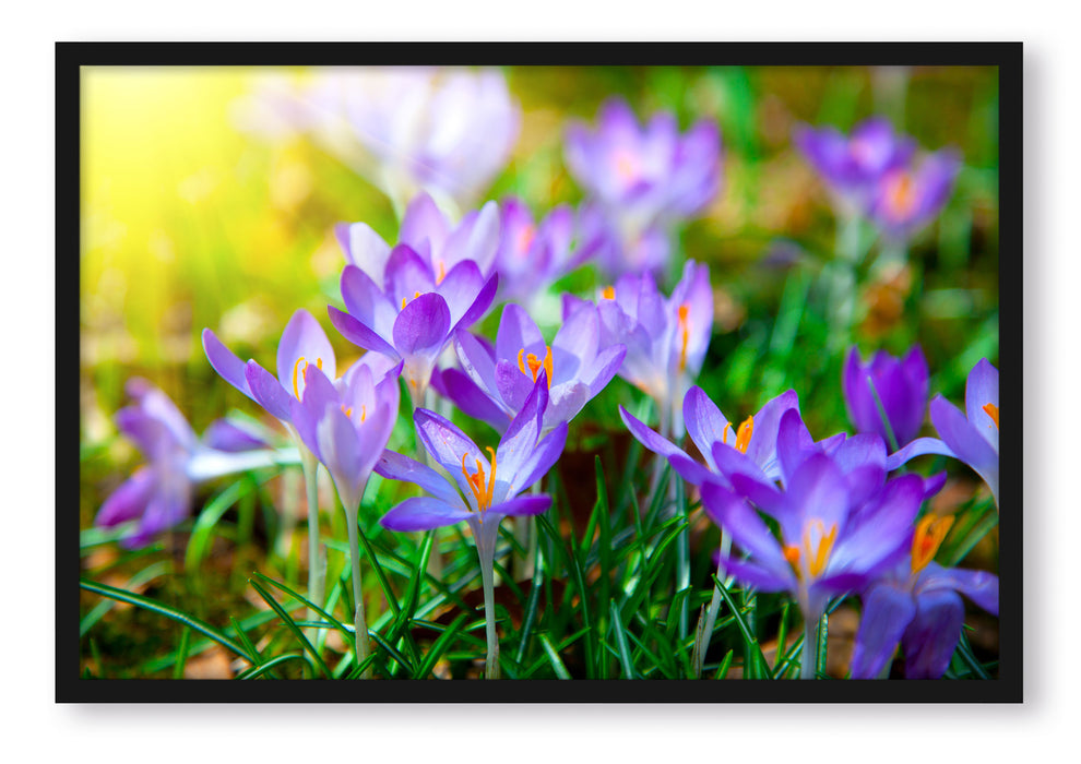 Pixxprint Schöne Krokusse, Poster mit Bilderrahmen