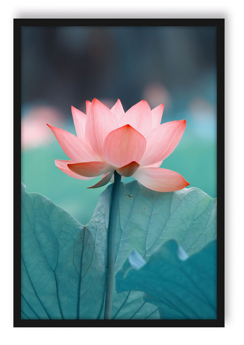 Zarte rosafarbener Lotus, Poster mit Bilderrahmen