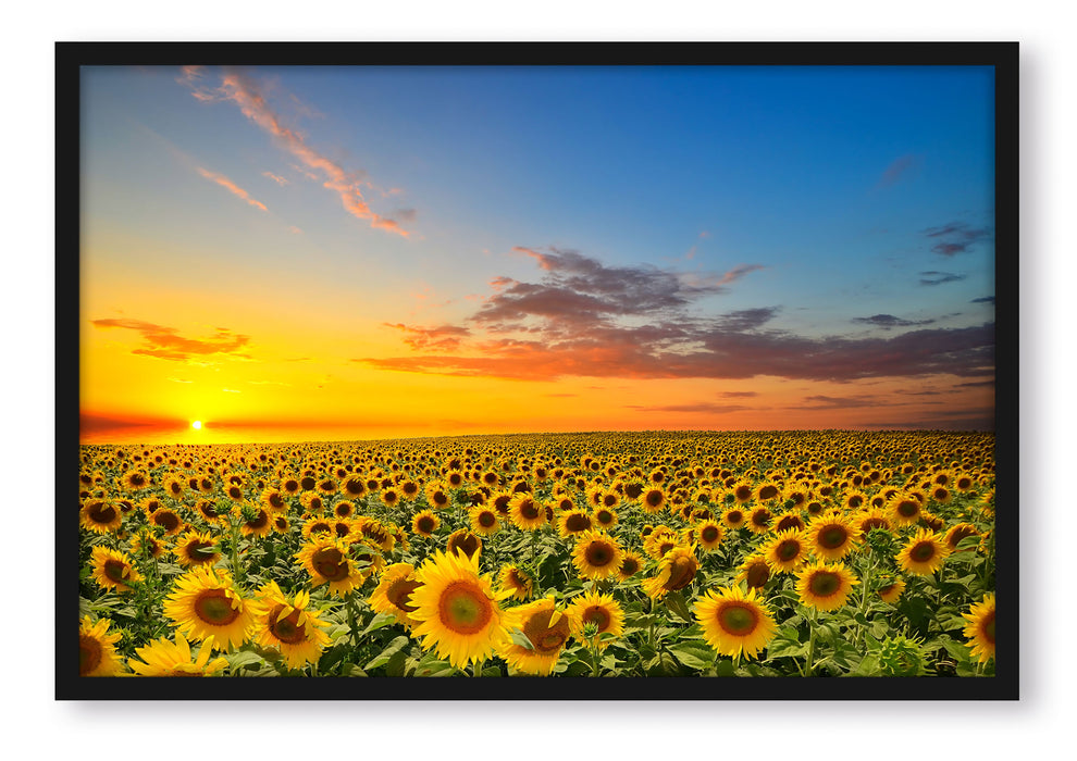 Sonnenuntergang Sonnenblumen, Poster mit Bilderrahmen