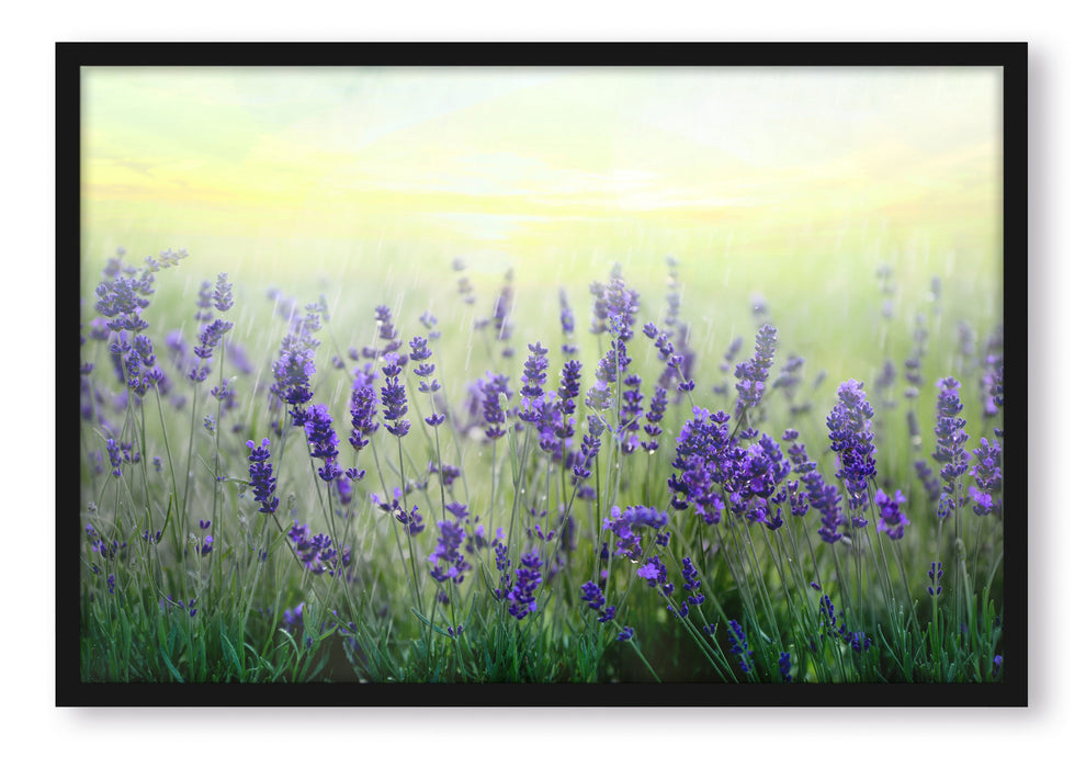 Pixxprint Schöner Lavendel im Regen, Poster mit Bilderrahmen