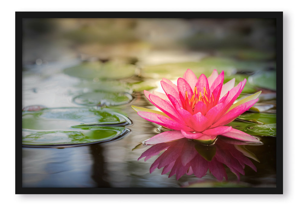 Pixxprint Anmutige Seerose mit Blättern, Poster mit Bilderrahmen