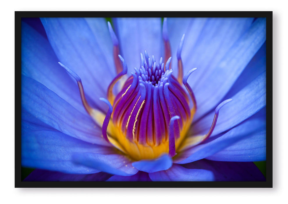 Pixxprint Exotische Lila Blüte, Poster mit Bilderrahmen