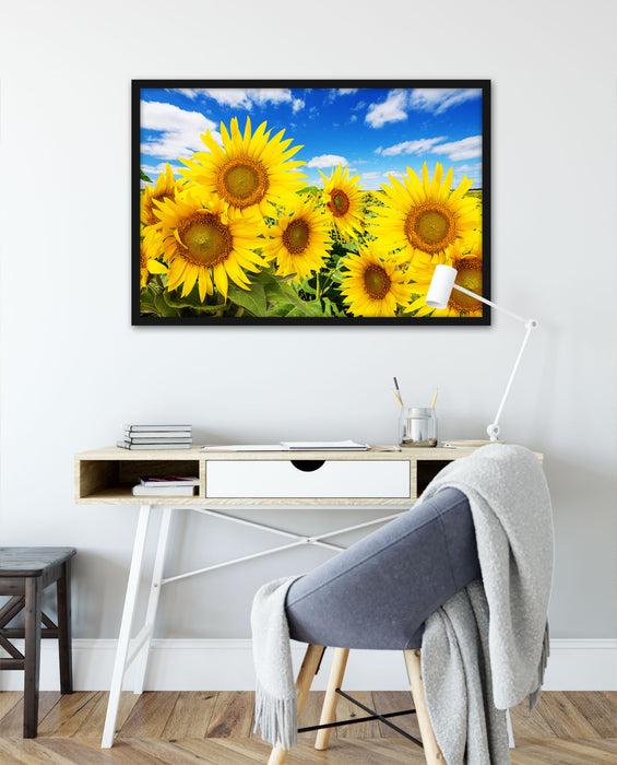 Sonnenblumenwiese unter Himmel, Poster mit Bilderrahmen