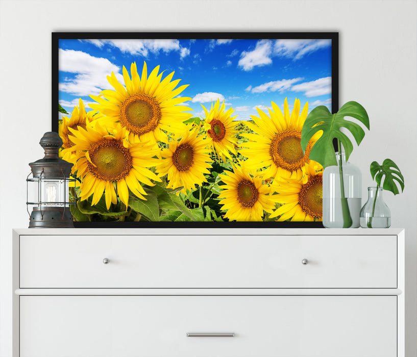 Sonnenblumenwiese unter Himmel, Poster mit Bilderrahmen