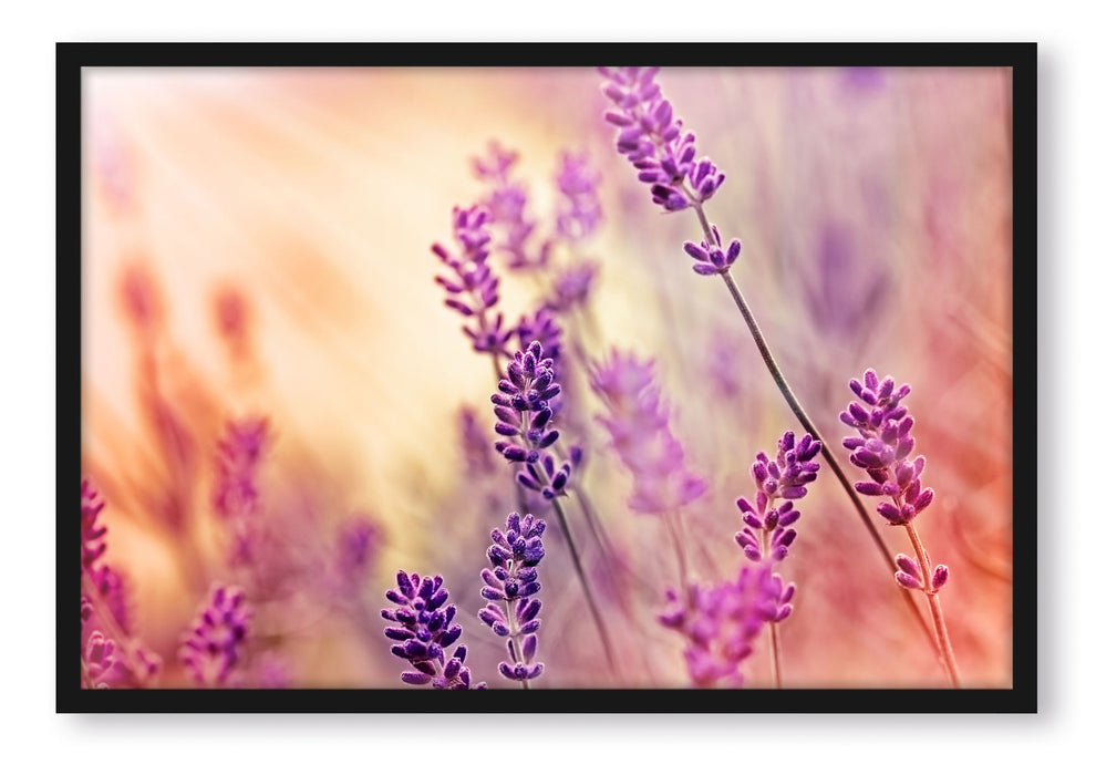 Pixxprint Eleganter Lavendel, Poster mit Bilderrahmen