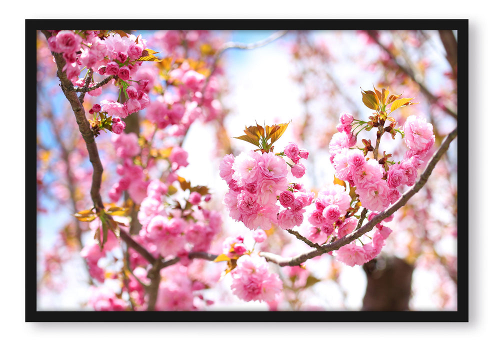 Schöne Kirschblüten, Poster mit Bilderrahmen