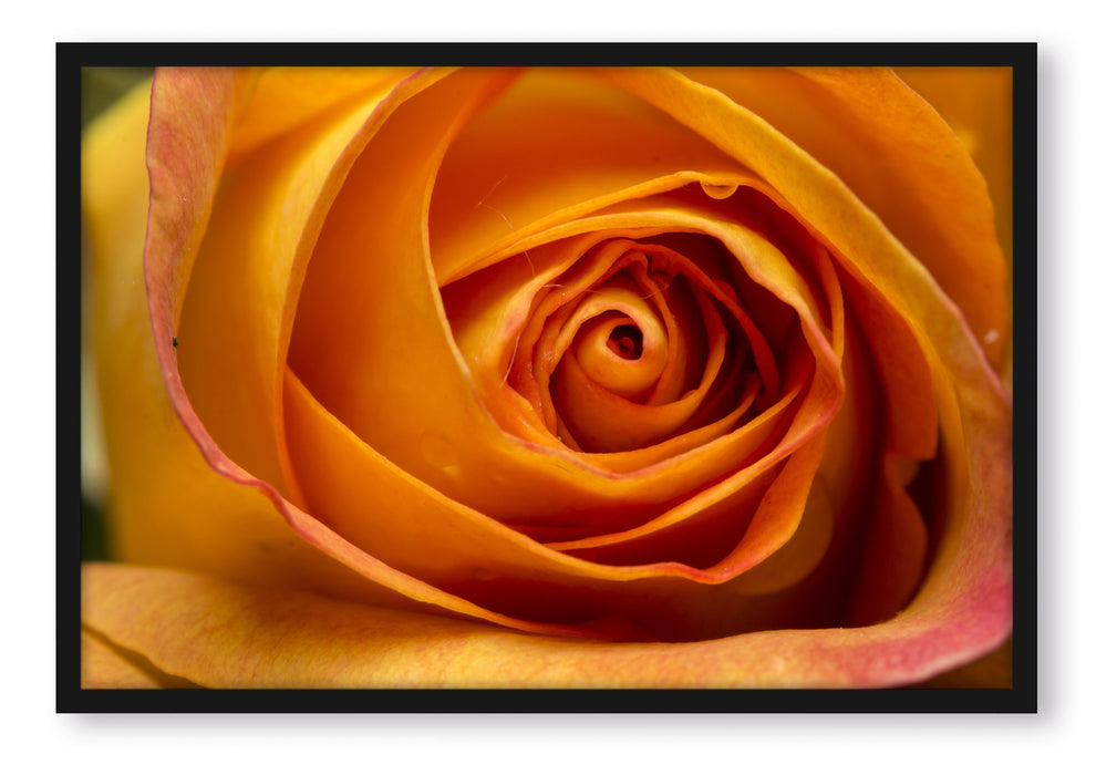 Pixxprint Anmutige gelbe geschlossene Rose, Poster mit Bilderrahmen