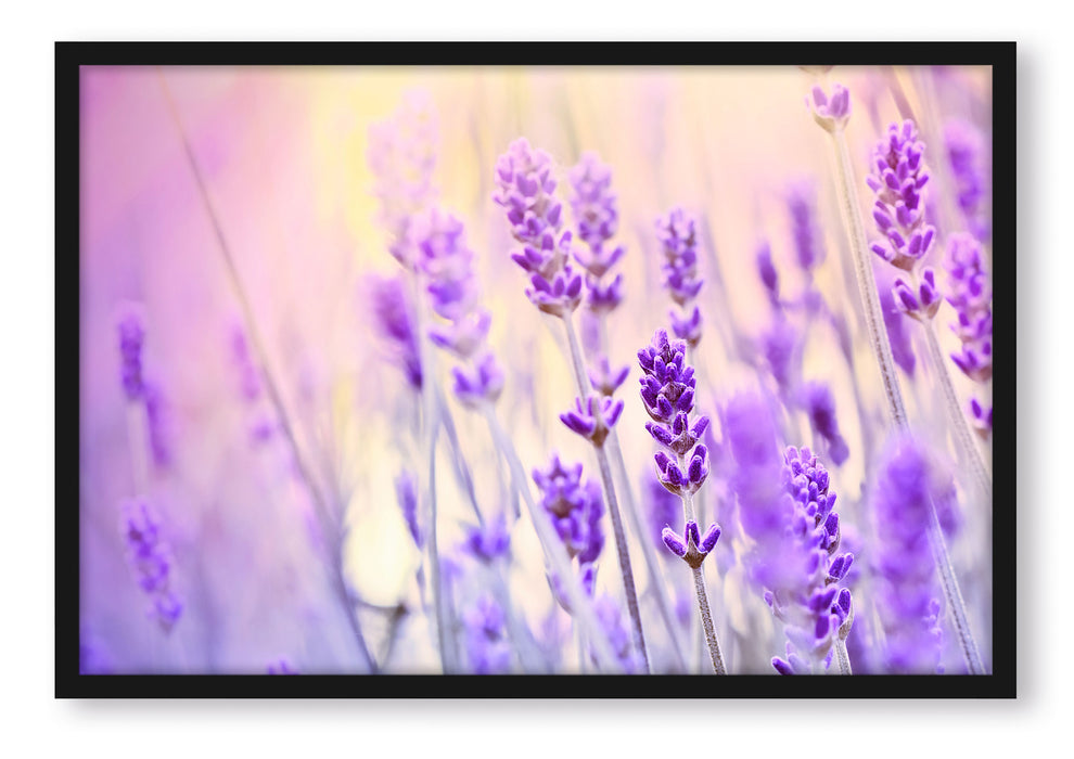 Pixxprint Lavendel im Retro Look, Poster mit Bilderrahmen