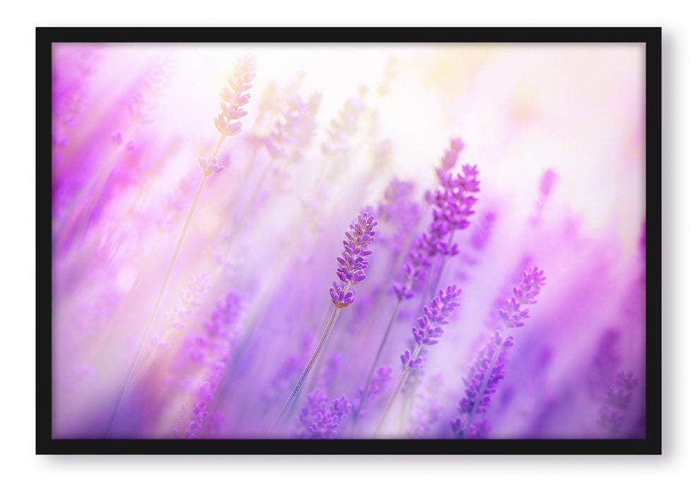 Pixxprint Schöner Lavendel im sanften Licht, Poster mit Bilderrahmen