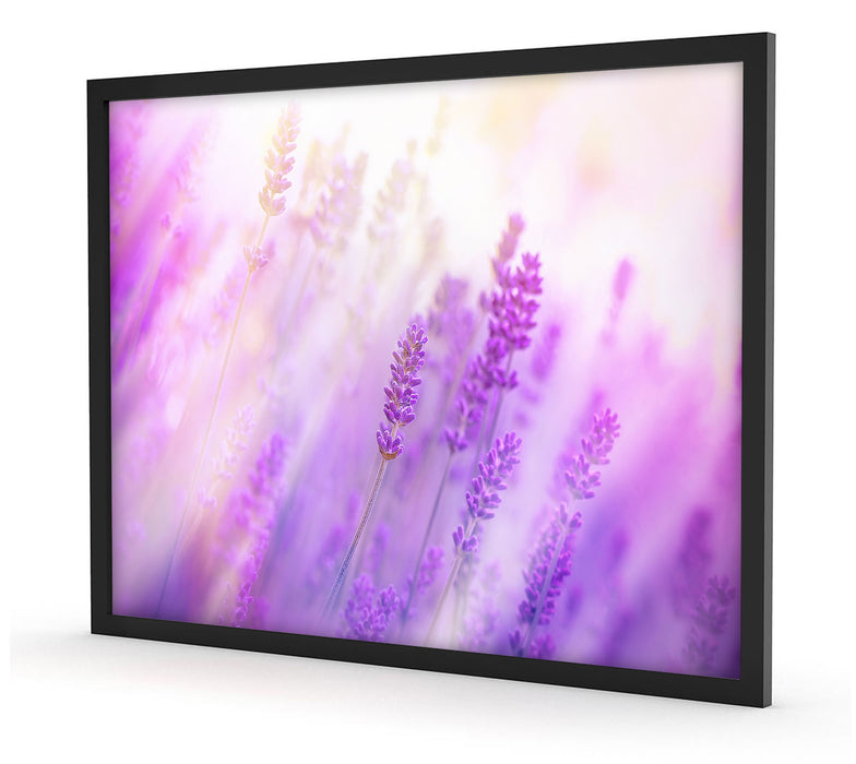 Schöner Lavendel im sanften Licht, Poster mit Bilderrahmen