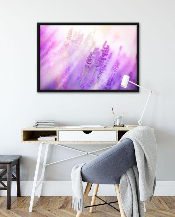 Schöner Lavendel im sanften Licht, Poster mit Bilderrahmen