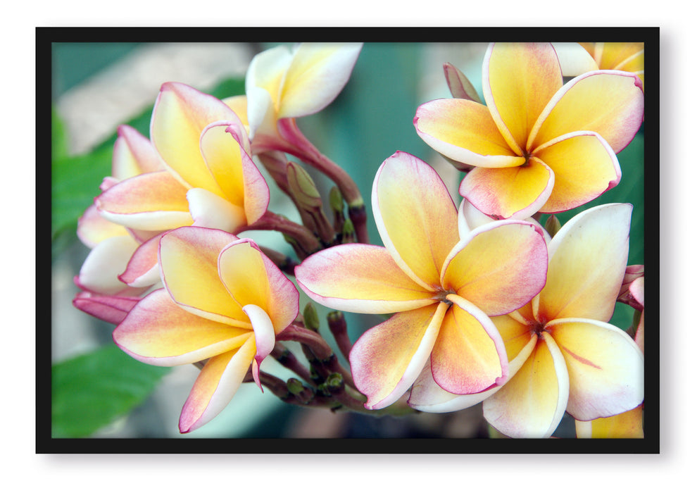 Pixxprint Monoi Blüten auf Hawaii, Poster mit Bilderrahmen
