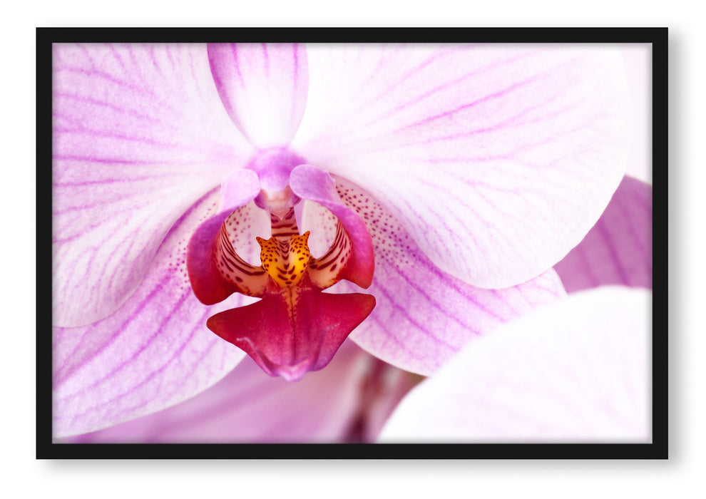 Pixxprint Prächtige Rosa Orchidee, Poster mit Bilderrahmen