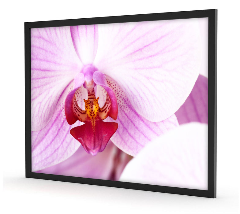 Prächtige Rosa Orchidee, Poster mit Bilderrahmen