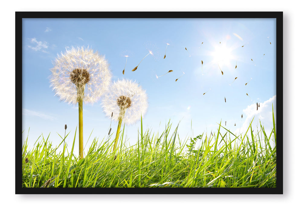 Pixxprint Pusteblumen auf Frühlingswiese, Poster mit Bilderrahmen