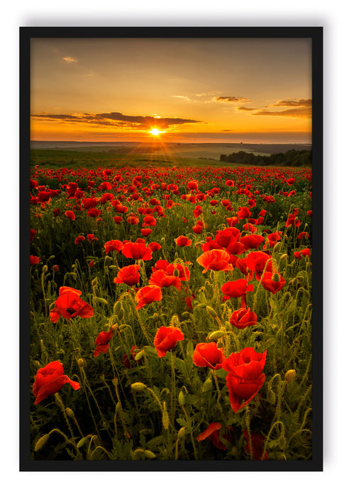 Pixxprint Mohnwiese im Sonnenuntergang, Poster mit Bilderrahmen