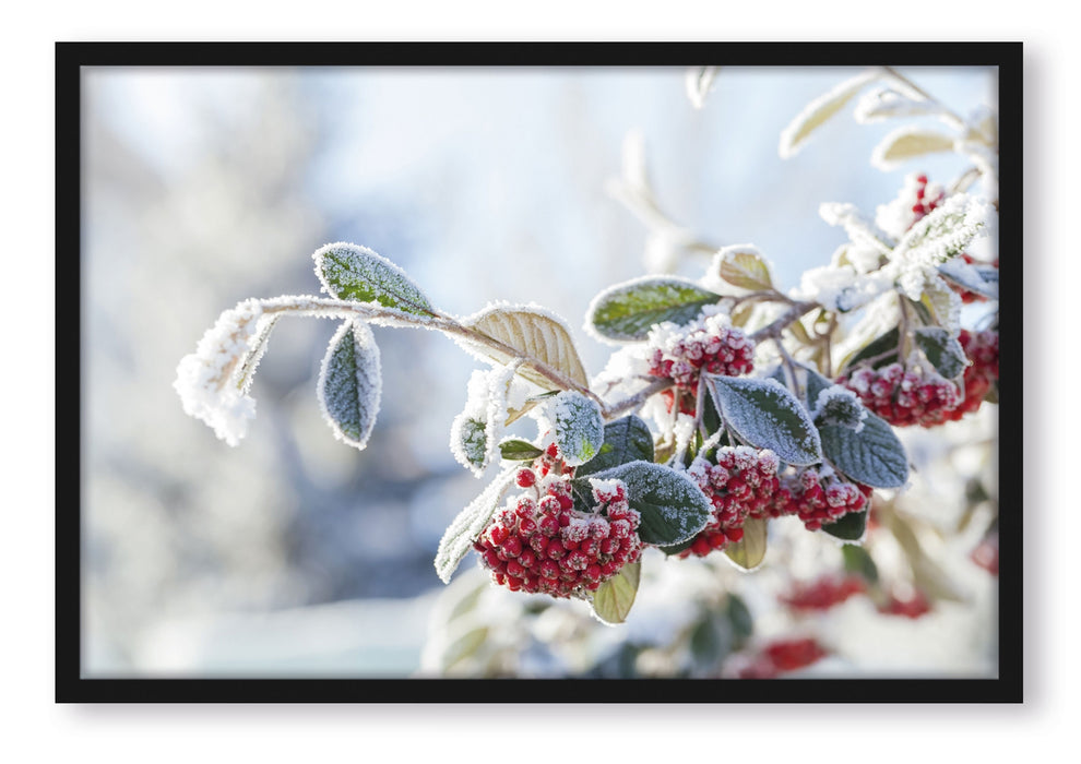 Pixxprint Vogelbeeren im Winter, Poster mit Bilderrahmen