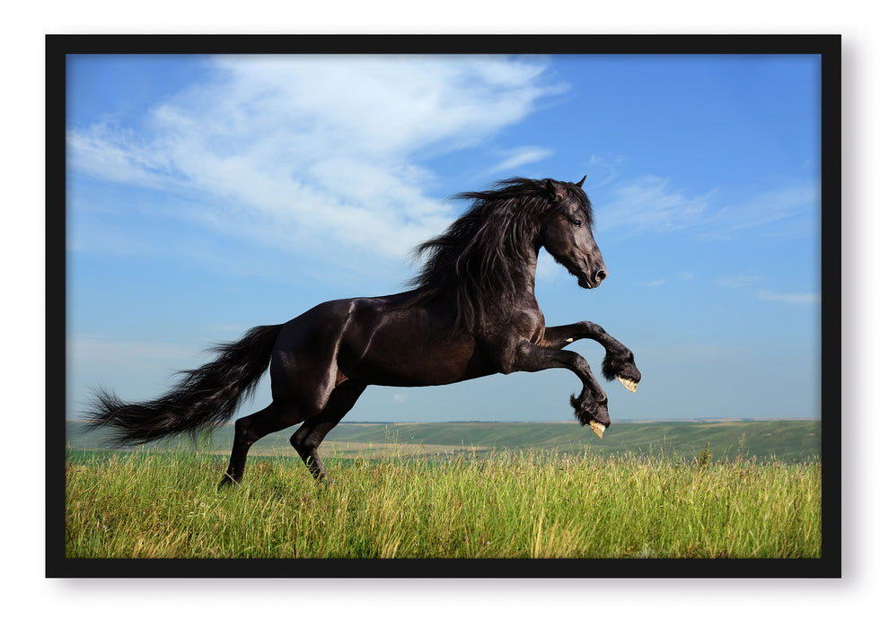 Pixxprint Schwarzer Hengst auf grünen Wiese, Poster mit Bilderrahmen