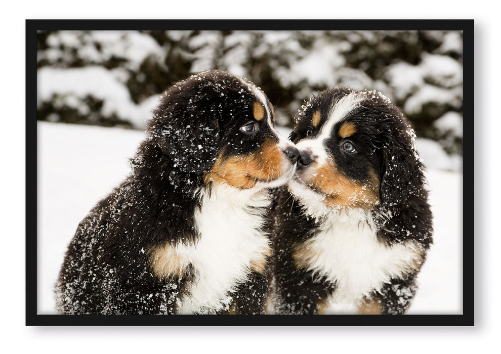 Pixxprint Bernersennen Hunde Welpen, Poster mit Bilderrahmen